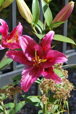 Lilium orientalis 'Sensi' - lilie východní (2)